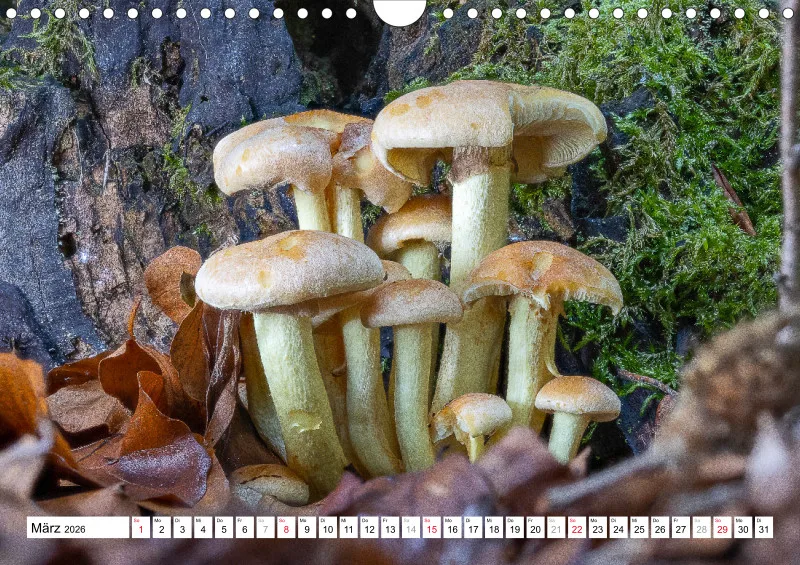 Pilze