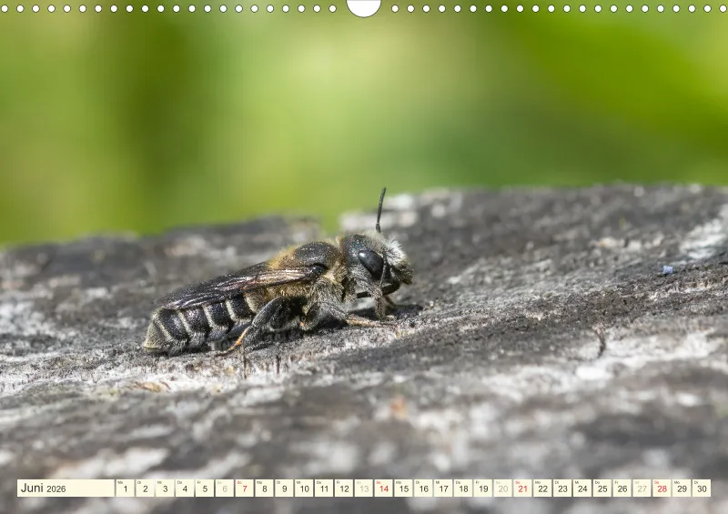 Bienen/Hummeln