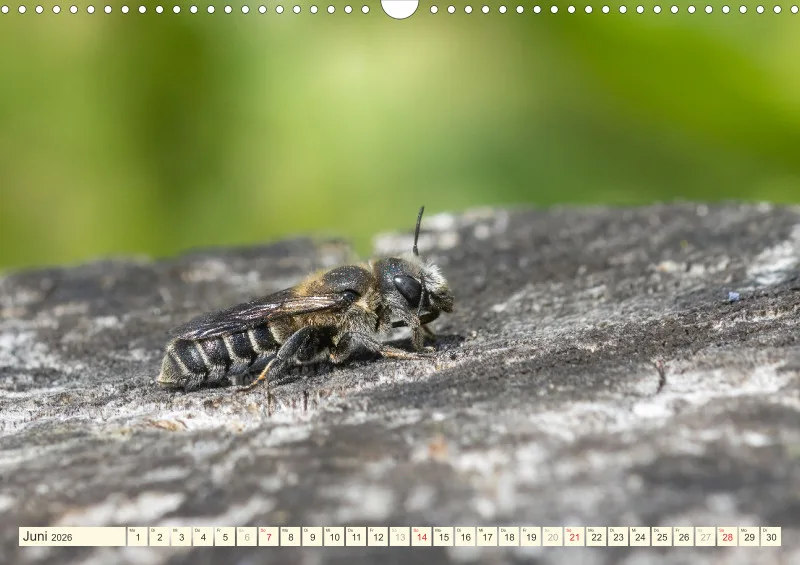 Bienen/Hummeln