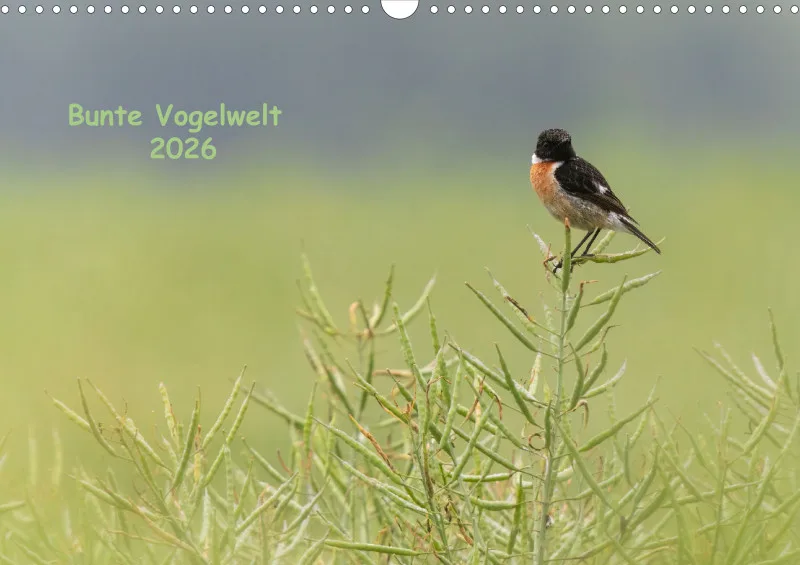 Vögel I
