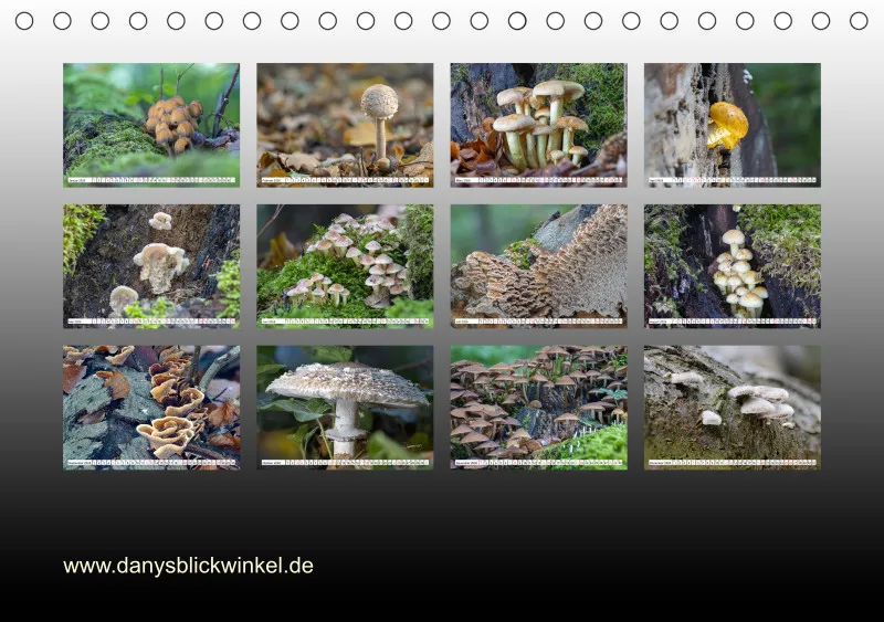 Pilze