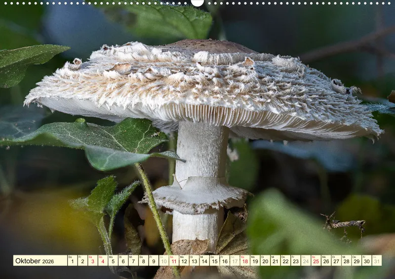 Pilze