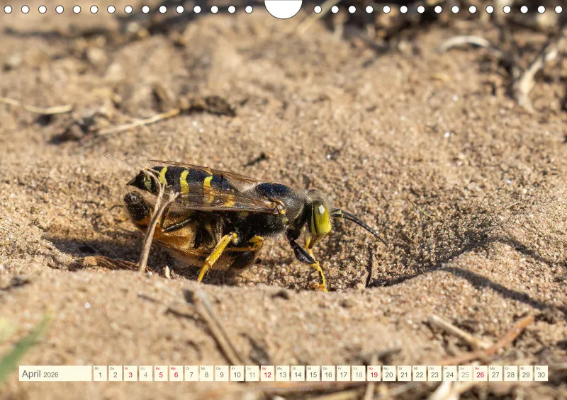 Insekten