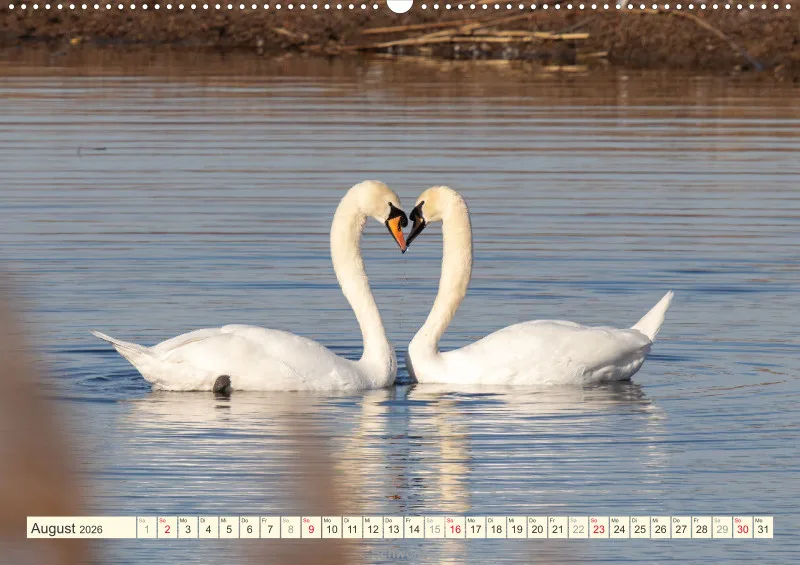 Vögel am Wasser