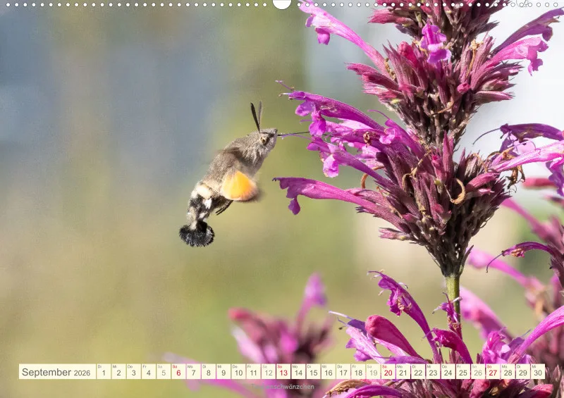 Insekten