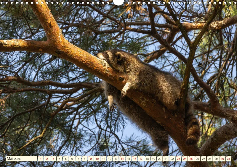 Wildtiere