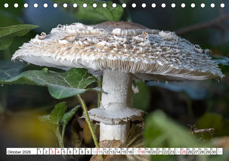 Pilze