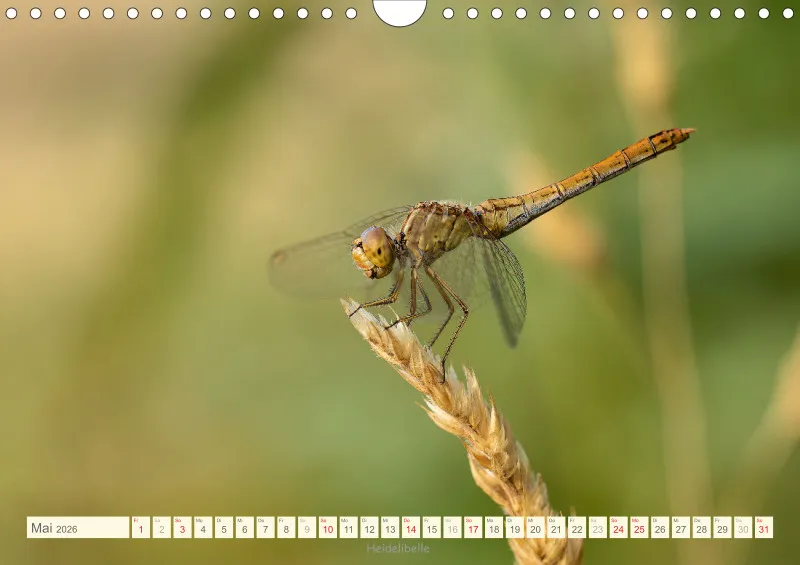 Libellen
