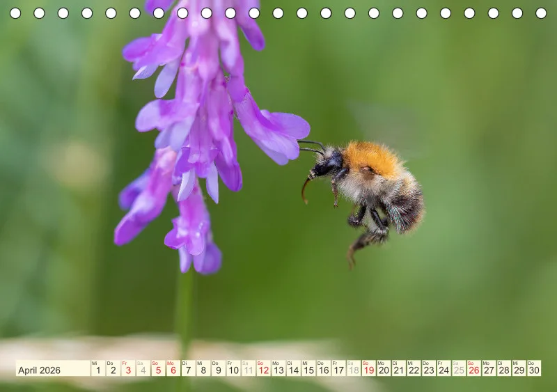 Bienen/Hummeln