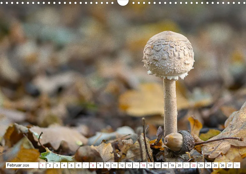 Pilze