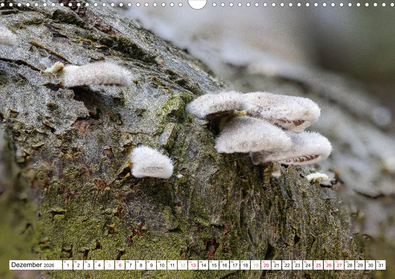Pilze