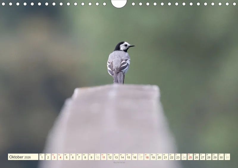 Vögel I