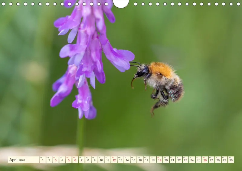 Bienen/Hummeln