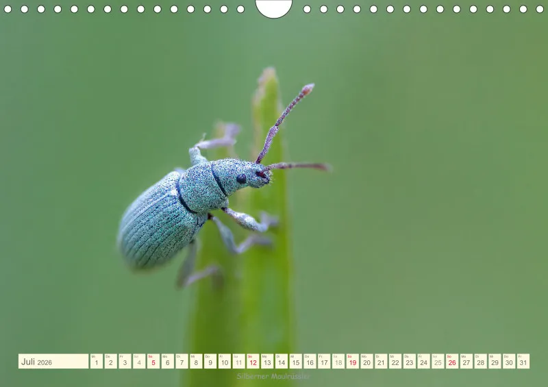 Käfer