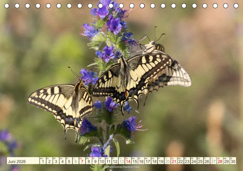 Schmetterlinge