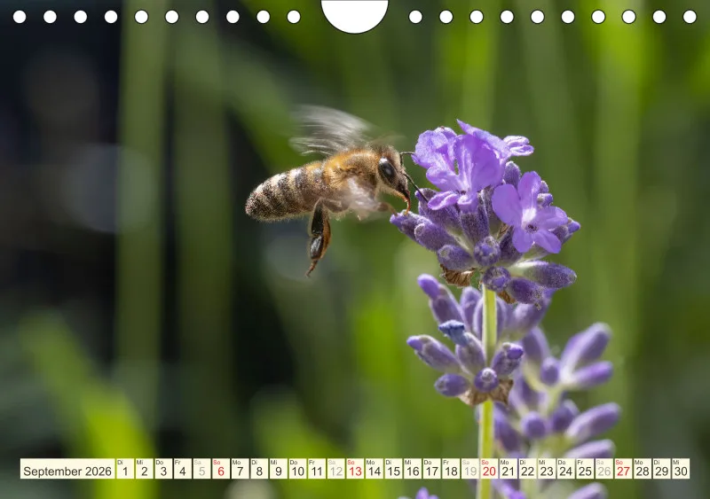 Bienen/Hummeln
