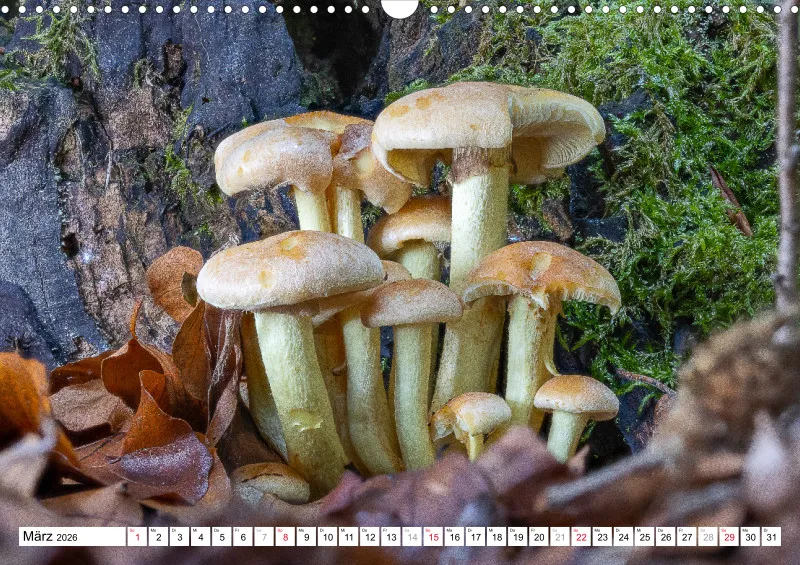 Pilze