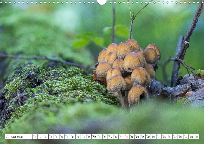 Pilze
