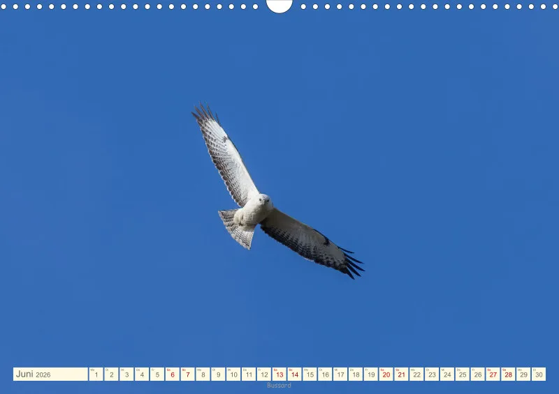 Vögel II