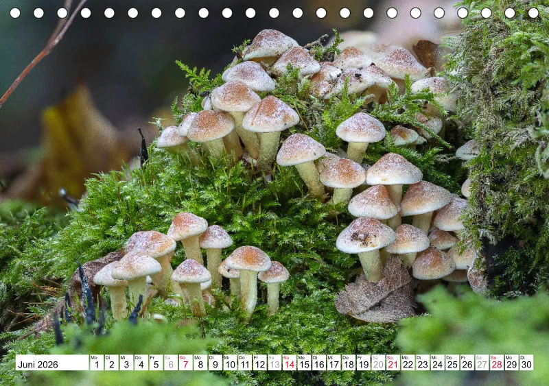 Pilze