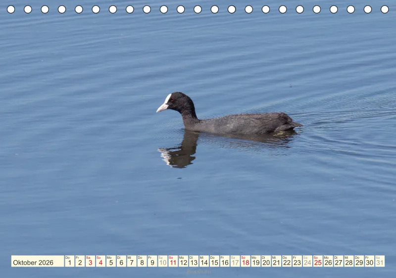 Vögel am Wasser