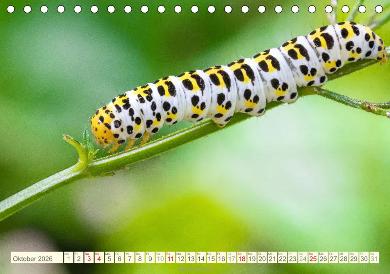 Insekten