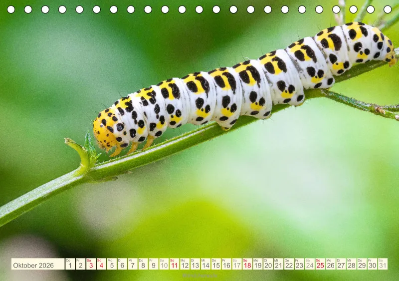 Insekten