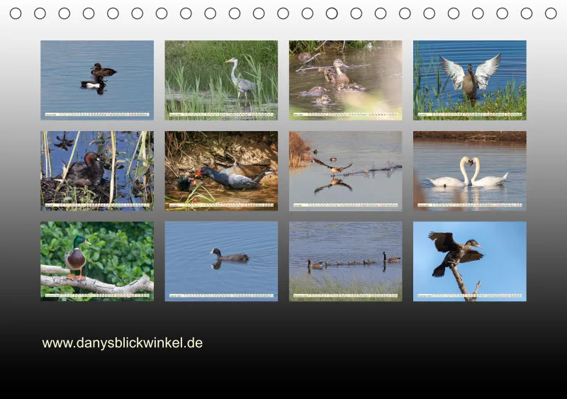 Vögel am Wasser
