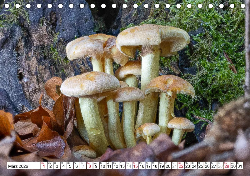 Pilze
