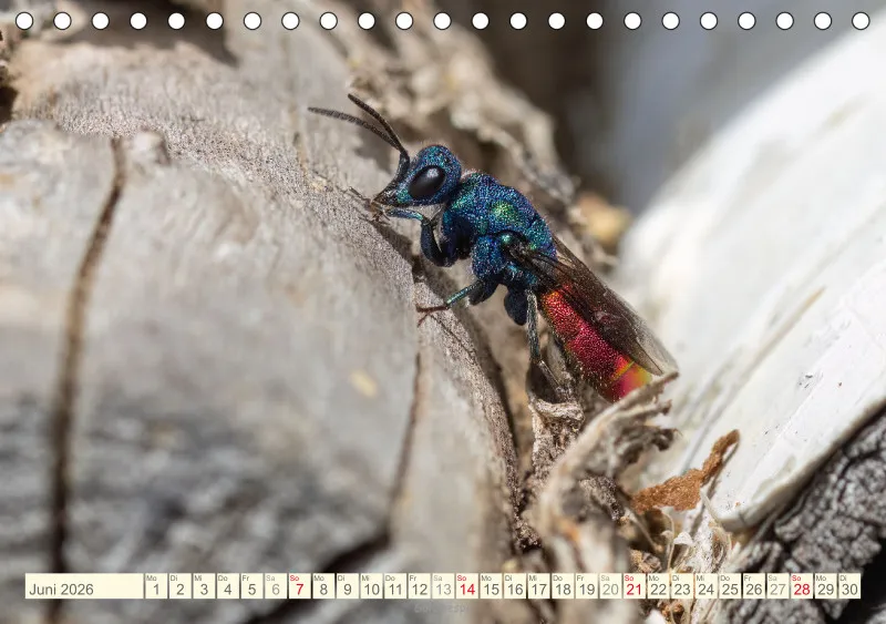 Insekten