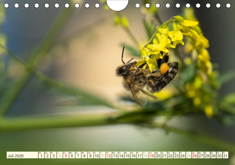 Bienen/Hummeln