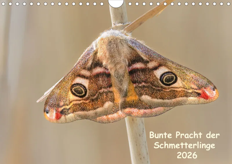 Schmetterlinge