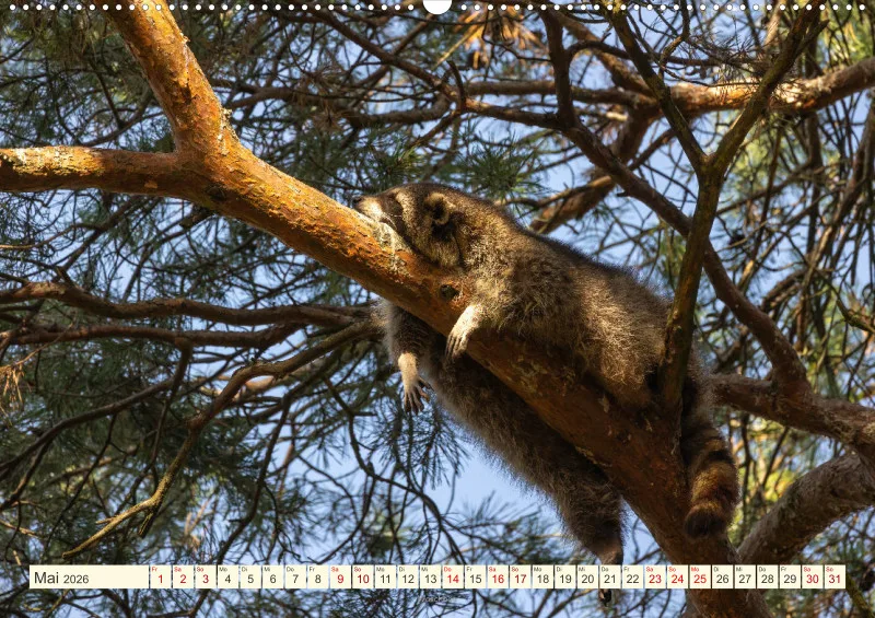 Wildtiere