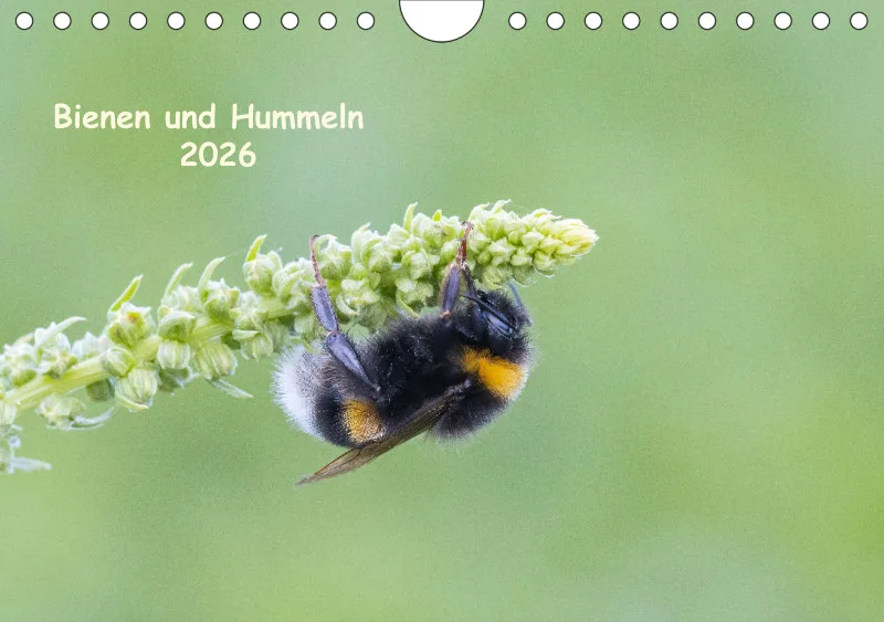 Bienen/Hummeln