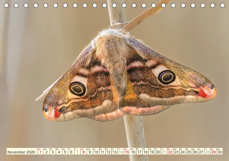 Schmetterlinge