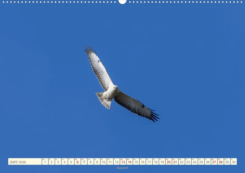 Vögel II