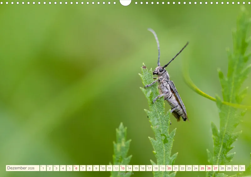 Insekten