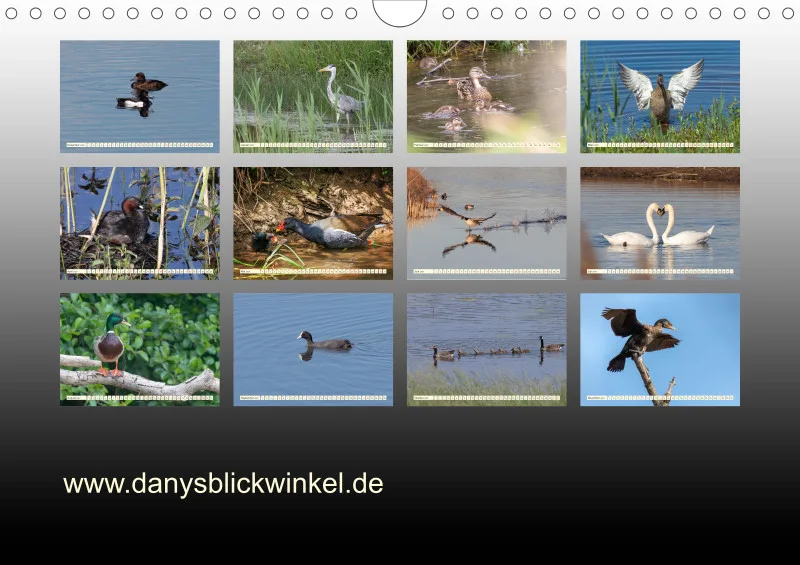 Vögel am Wasser