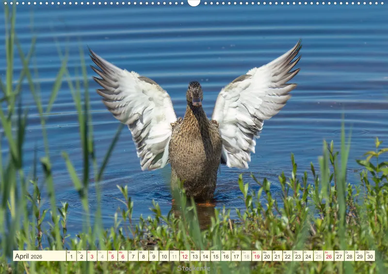 Vögel am Wasser