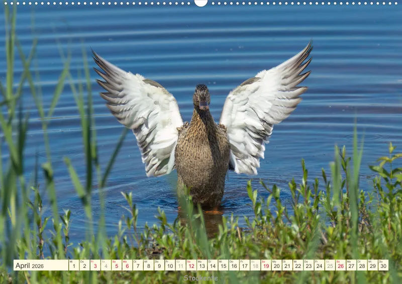 Vögel am Wasser