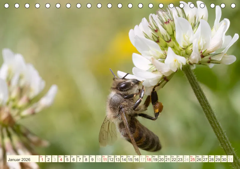 Bienen/Hummeln