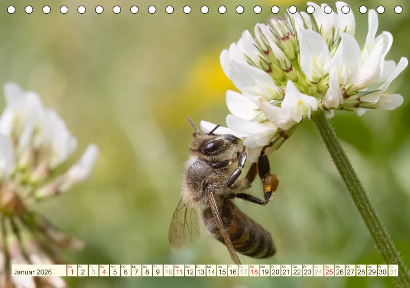 Bienen/Hummeln