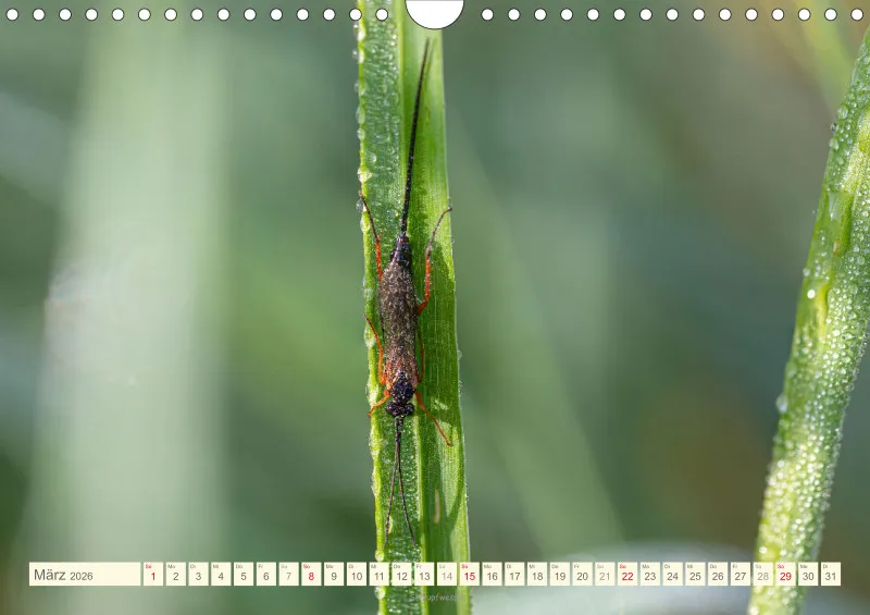 Insekten