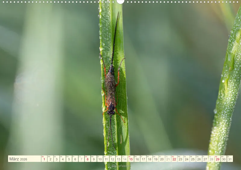 Insekten