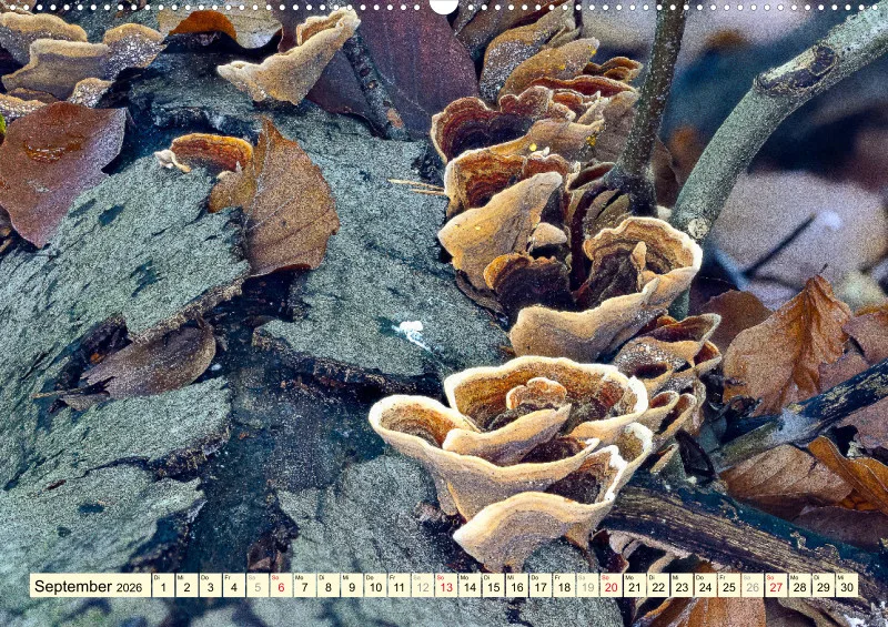 Pilze