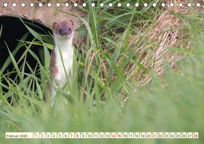 Wildtiere