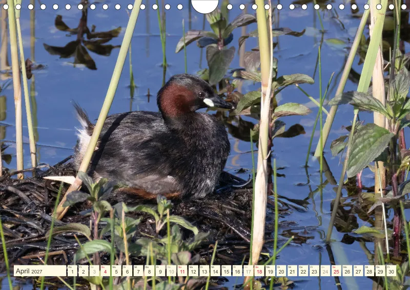 Vögel am Wasser