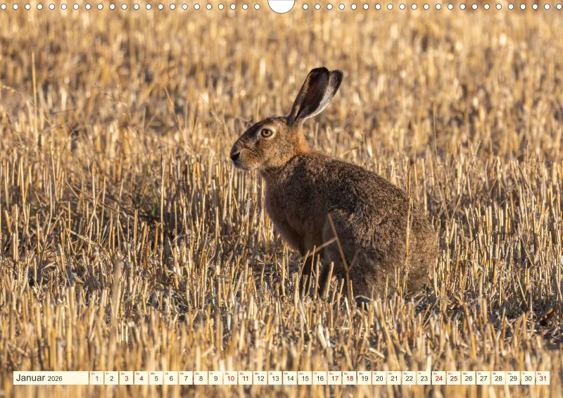 Wildtiere