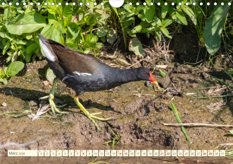 Vögel II