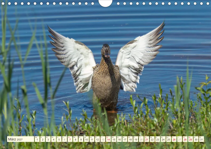 Vögel am Wasser